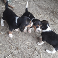 Cuccioli di beagle