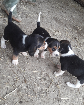 Cuccioli di beagle