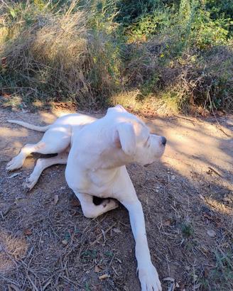 Dogo