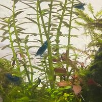 Neocaridine Davidii Blu dream