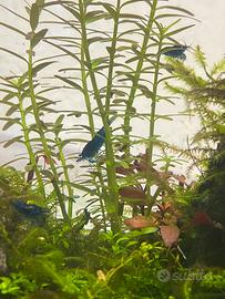 Neocaridine Davidii Blu dream