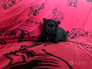 chihuahua miny Toy