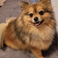 Disponibile per la monta