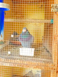 Piccioni viaggiatori