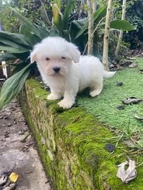 Maschietto di maltese