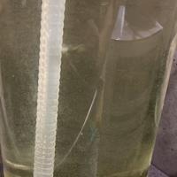 Rotiferi per acquario marino