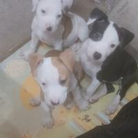 American amstaff