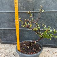 Pre bonsai cotoneaster