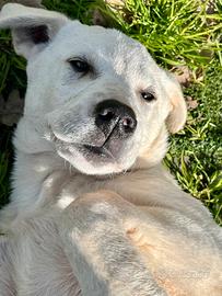 Cucciolotto in gabbia