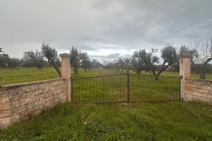 Terreno Agricolo Uliveto Seminativo Selva San Vito