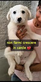 Mora 4 mesi taglia grande
