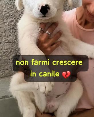 Mora 4 mesi taglia grande