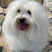 Coton de Tulear maschio disponibile accoppiamento