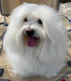 Coton de Tulear maschio disponibile accoppiamento