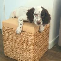 Cucciolo Setter inglese maschio