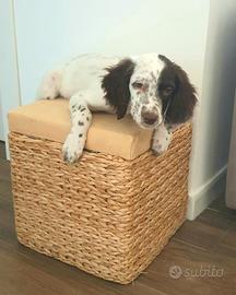 Cucciolo Setter inglese maschio