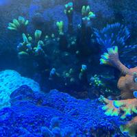 Corallo montipora confusa