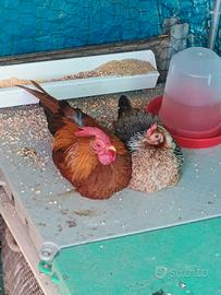 Coppia di serama nana