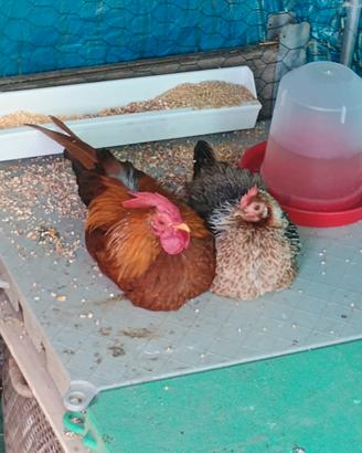 Coppia di serama nana