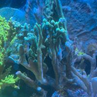 Coralli acquario - montipora digitata verde