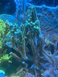Coralli acquario - montipora digitata verde