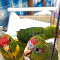 Kakariki da imbecco