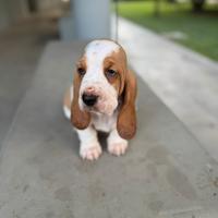 Cuccioli di Basset hound