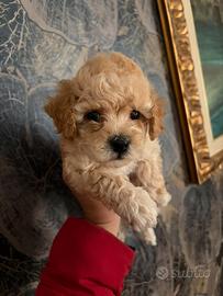 Barboncini toy e mini toy