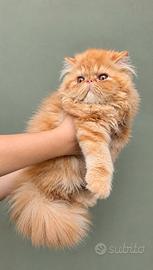 Gatti persiani cuccioli a