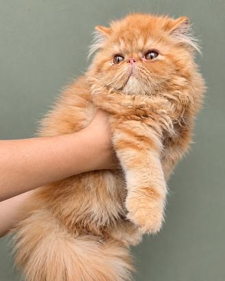 Gatti persiani cuccioli a