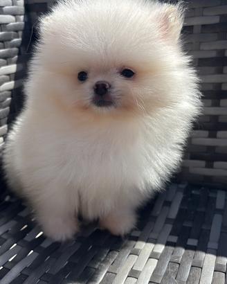 Spitz di Pomerania nano