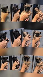 Bulldog Francese