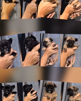 Bulldog Francese