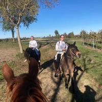 Mulo per passeggiate