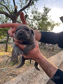 Cuccioli di cane corso