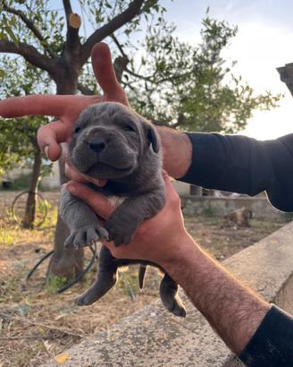 Cuccioli di cane corso