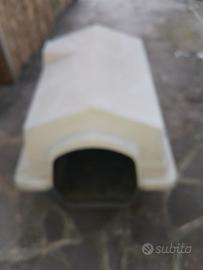 Cuccia media