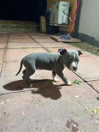 Cuccioli amstaff