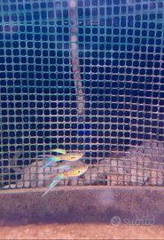 Guppy show selezione