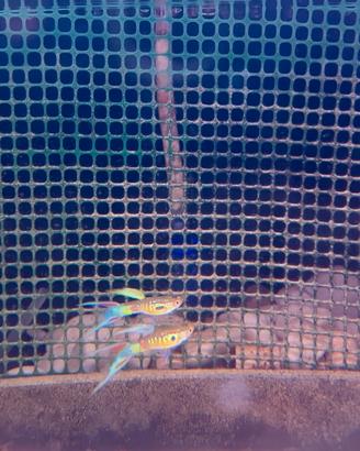 Guppy show selezione