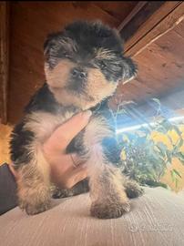 Cucciolo Yorkshire