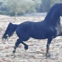 Cavallo Frisone