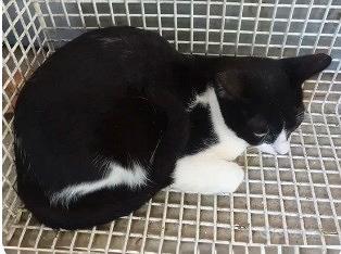 Maschio - 1 anno circa