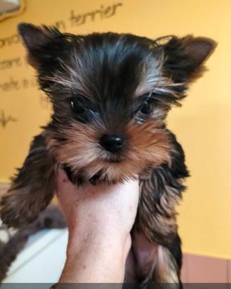 Cuccioli yorkshire