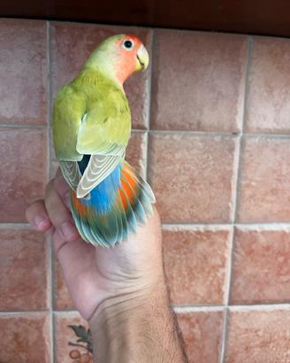 Inseparabili