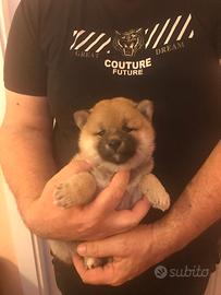 Cuccioli shiba Inu 65 giorni