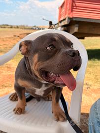 American bully