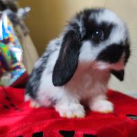 Coniglietto nano ariete mini lop