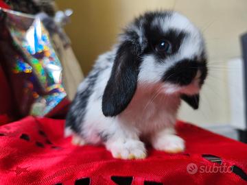 Coniglietto nano ariete mini lop