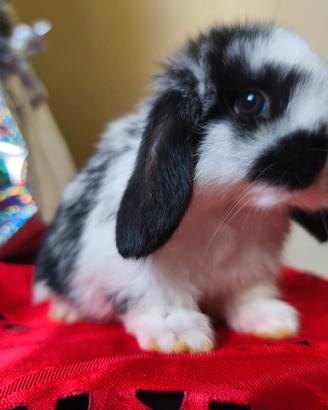 Coniglietto nano ariete mini lop